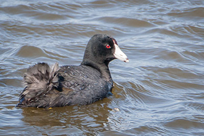 american coot th 2