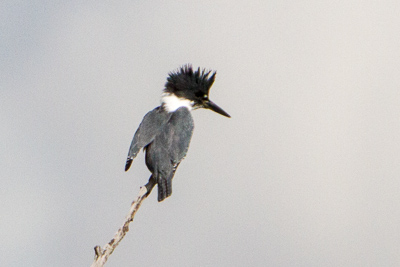 belted kingfisher th 1