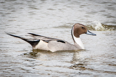 northern pintail th 1