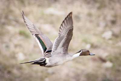 northern pintail th 2