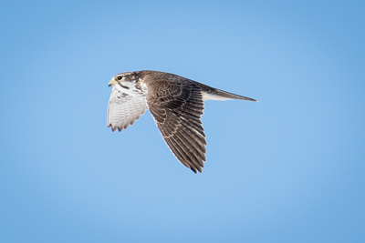 prairie falcon th 2
