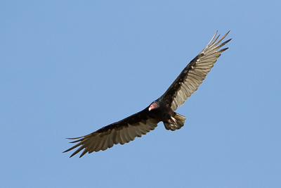 turkey vulture th 2