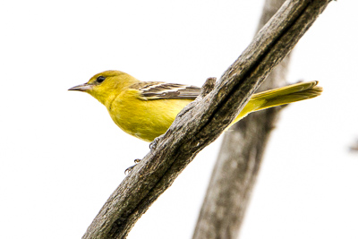 western tanager th 2