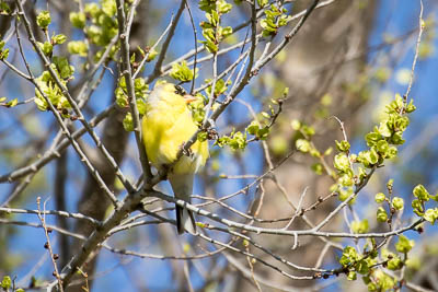 american goldfinch th 1
