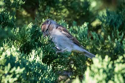 chipping sparrow th 2