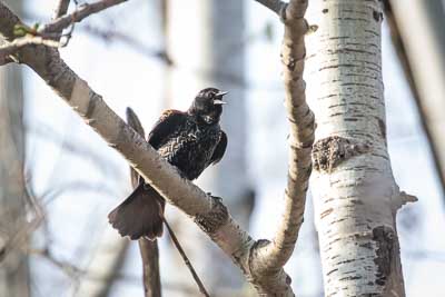 red winged blackbird th 1