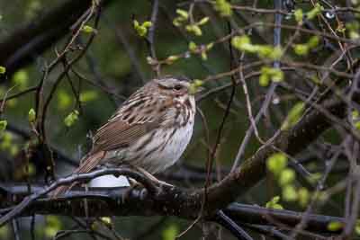 song sparrow th 1