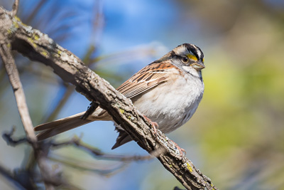 white throated sparrow th 2