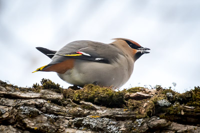 bohemiam waxwing th 1