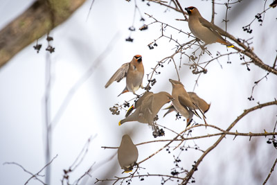 bohemiam waxwing th 2