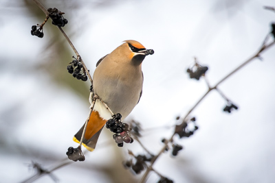 bohemiam waxwing th 4