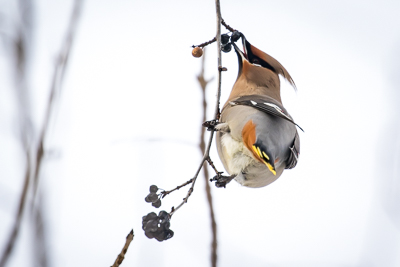 bohemiam waxwing th 6